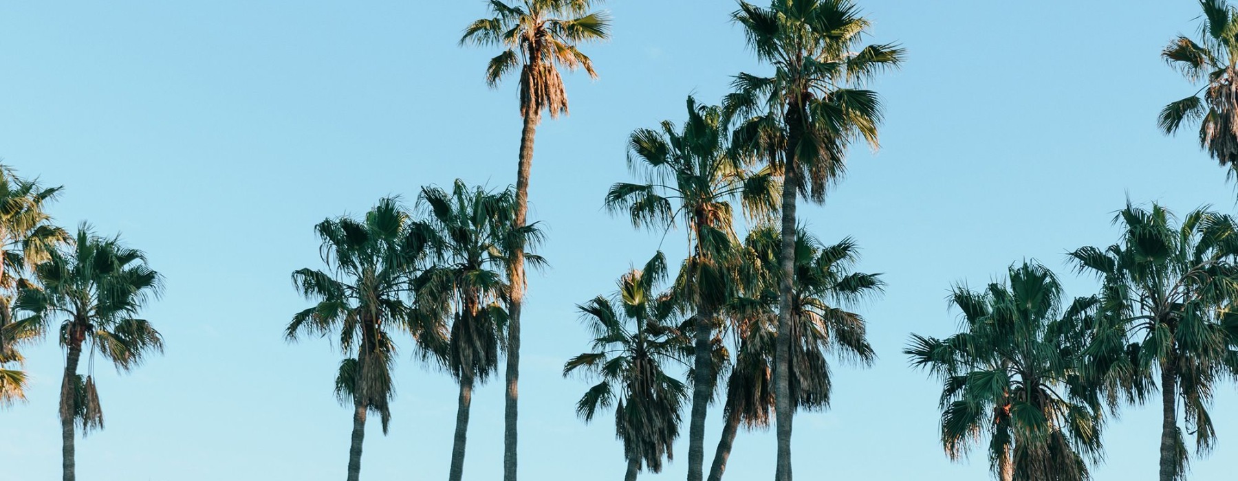 tropical landscaping and blue skies