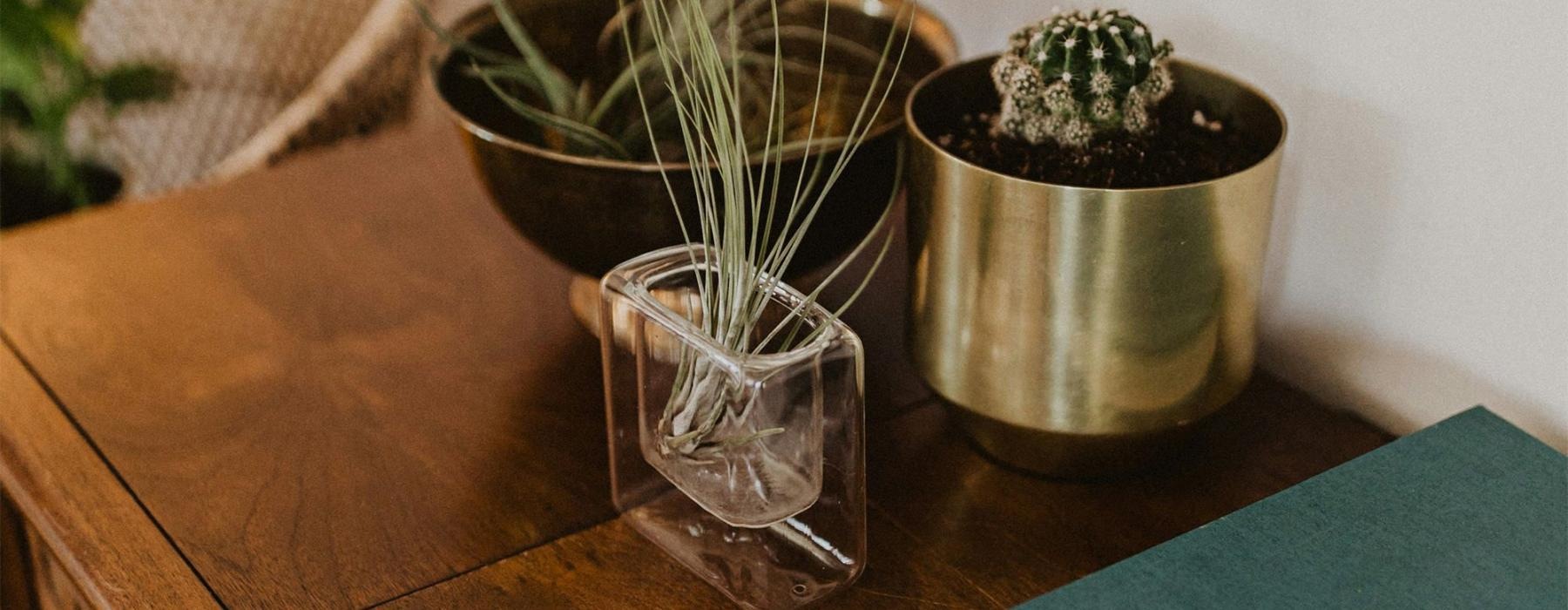 a plant in a pot on a dresser near a book