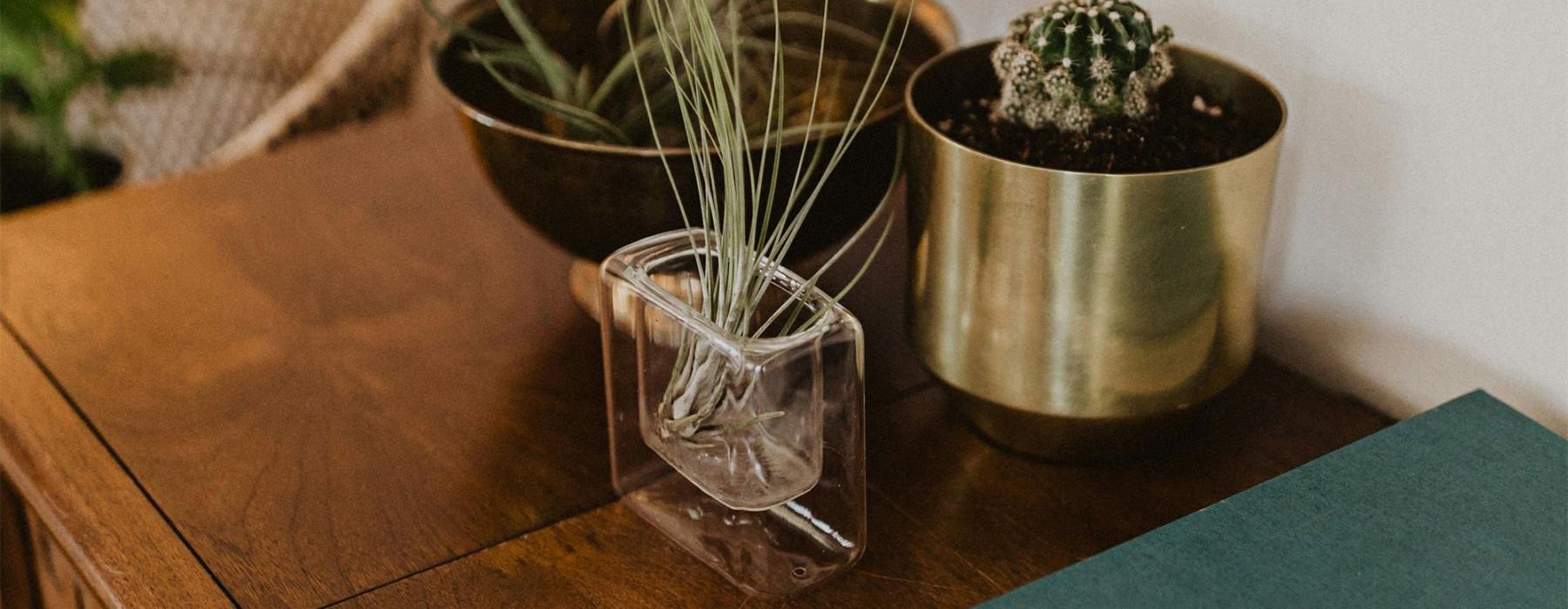 a plant in a pot on a dresser near a book